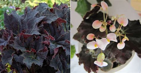 Black Spell Begonias: A Unique Addition to Any Indoor Garden